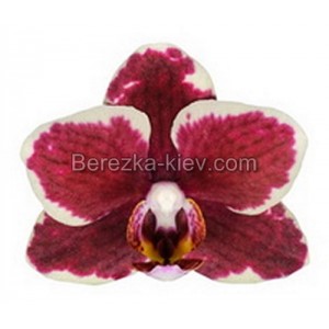 Орхидея 2 ветки (Bellinzona)